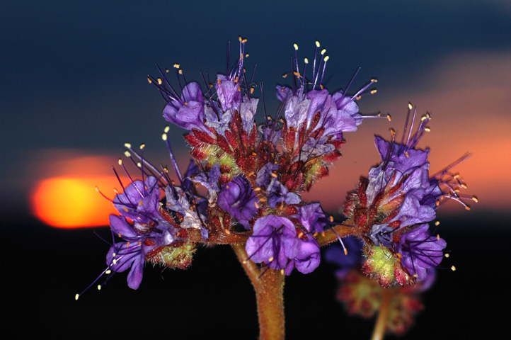 Flowers in the Desert