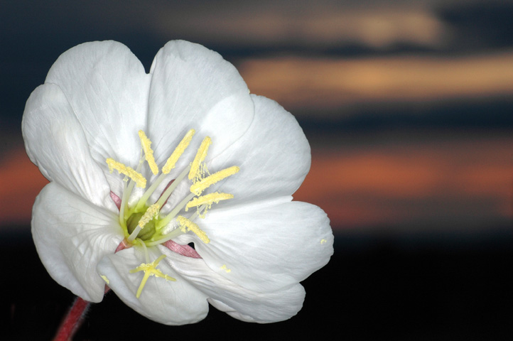 Desert Primrose flower.
