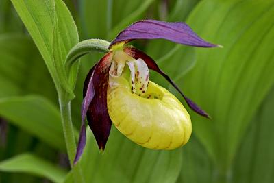 Frauenschuh (Cypripedium calceolus)