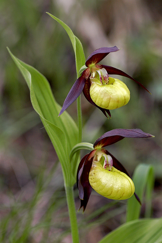 Frauenschuh <I>(Cypripedium calceolus)</I>