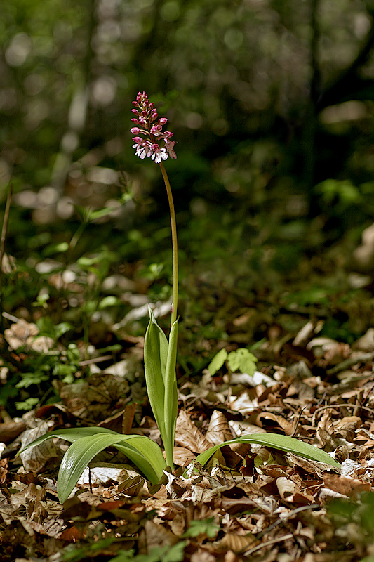 Purpurknabenkraut <I>(Orchis purpurea)</I>