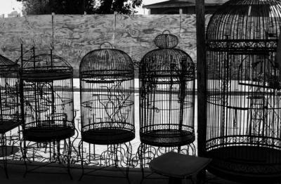 Empty Cages