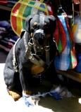 Bad Dog