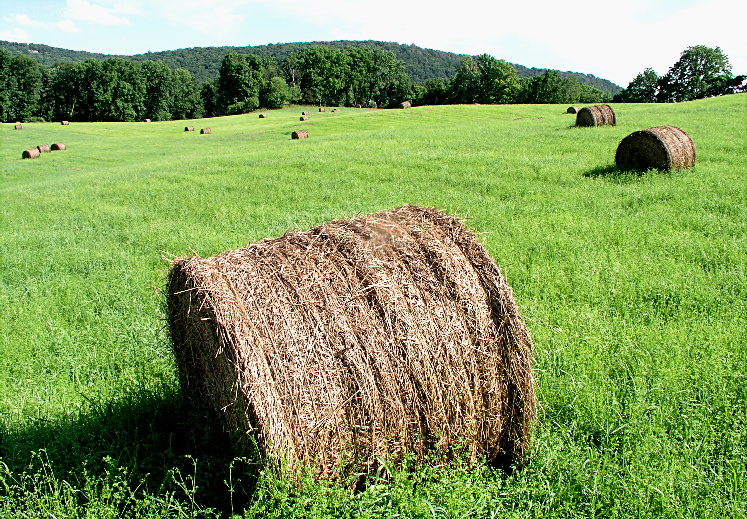 Field Rolls