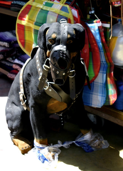 <b>Bad Dog</b>