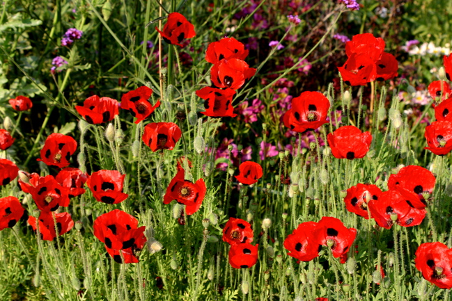 Getty Flowers