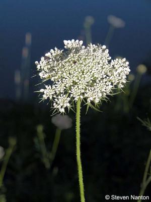 Tiny blooms