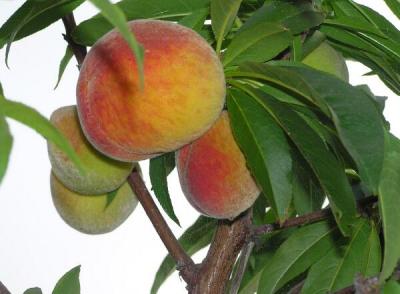 Peaches.jpg