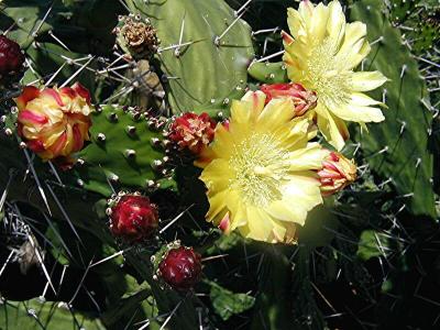Yellow cactus blooms.jpg