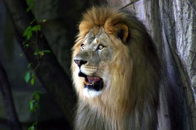 u26/canon_300d/medium/31646990.Lion.jpg
