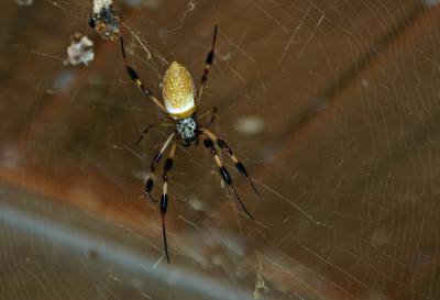 u26/canon_300d/medium/31652018.0355GoldenOrbSpider.jpg