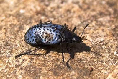 u26/canon_300d/medium/44018875.PleasingFungusBeetle5308.jpg