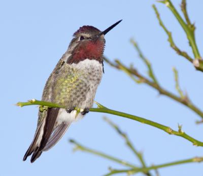 Original--Hummingbird-.jpg