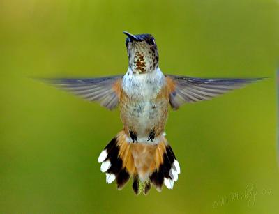 Allens-hummingbird-face-front.