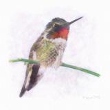 Trimoon method Hummingbird-watercolor.jpg
