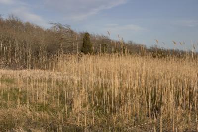 May, late afternoon visit to Howland Marsh