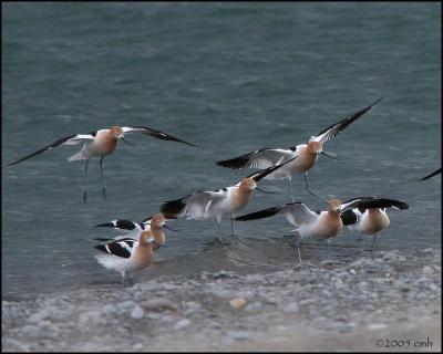 Stilts and Avocets