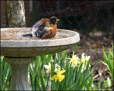 American Robin bathing 4509.jpg
