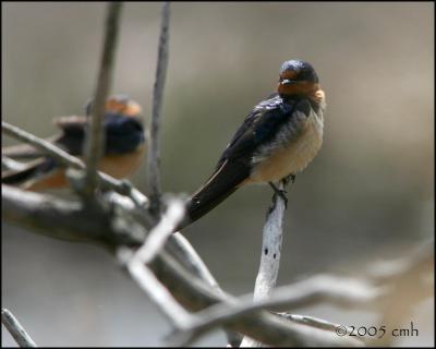 Barn Swallow 5055.jpg