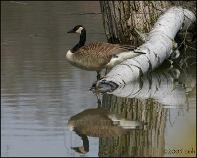 Canada Goose 4412.jpg