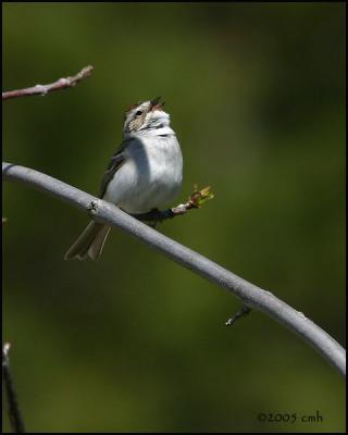 Chipping Sparrow 5200.jpg