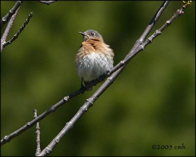 Eastern Bluebird female 5152.jpg