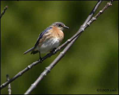 Eastern Bluebird female 5166.jpg