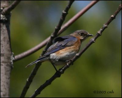 Eastern Bluebird female 5174.jpg