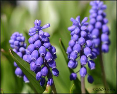 Grape Hyacinth 4737.jpg