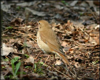 Hermit Thrush 4393.jpg