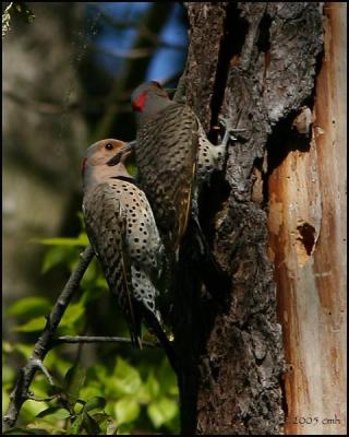 Northern Flicker 5104.jpg