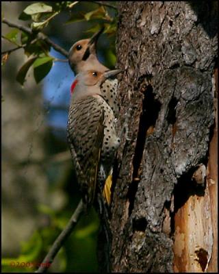 Northern Flicker 5109.jpg