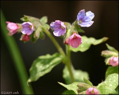 Pulmonaria 4512.jpg
