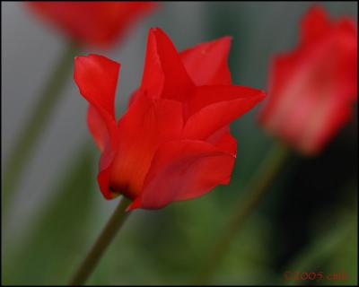 Red Tulip 4864.jpg