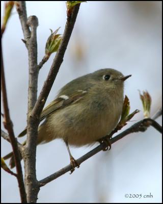 Ruby-crowned Kinglet 4388.jpg