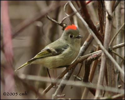 Ruby-crowned Kinglet edited 4464.jpg