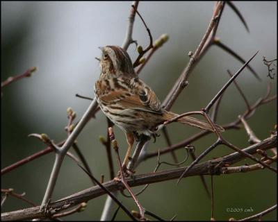 Song Sparrow 4434.jpg