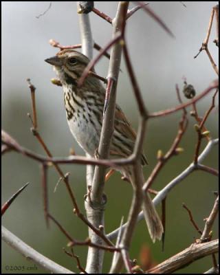 Song Sparrow 4438.jpg