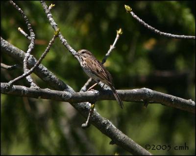 Song Sparrow 5149.jpg