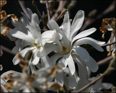 Star Magnolia 4855.jpg