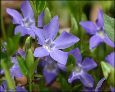 Vinca 4514.jpg