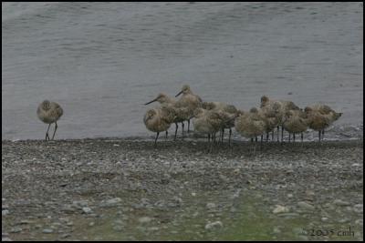Willets 4675.jpg