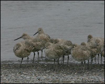 Willets cropped 4675.jpg