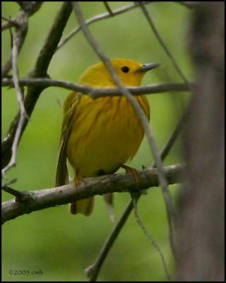 Yellow Warbler 5027.jpg