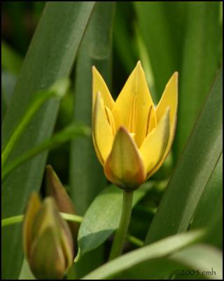Yellow miniature tulip 4517.jpg