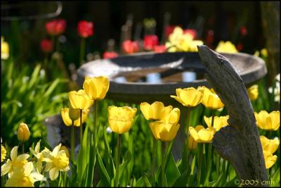 Yellow tulips 4743.jpg