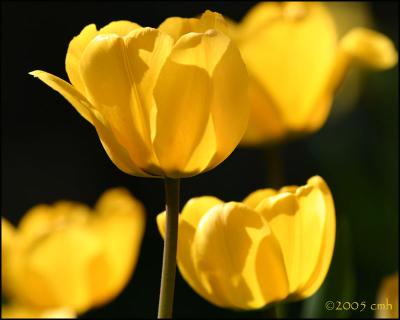 Yellow tulips 4745.jpg