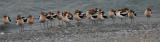 American Avocet 4629.jpg