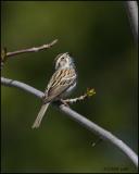 Chipping Sparrow 5191.jpg