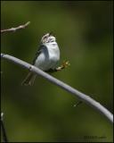 Chipping Sparrow 5200.jpg